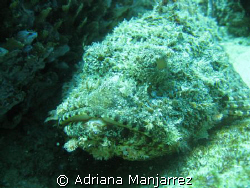 Stone Fish at neptune's in Cabo San Lucas by Adriana Manjarrez 